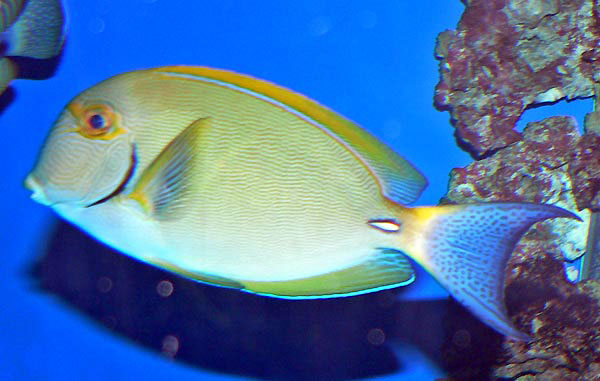 Acanthurus dussumieri